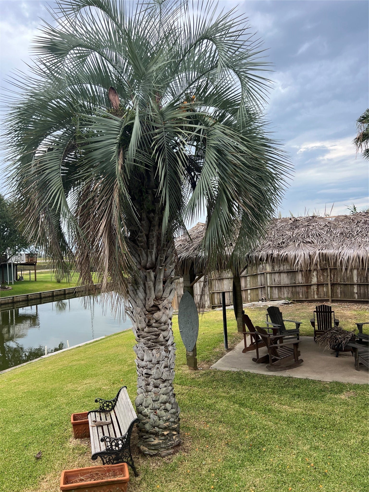 7215 Beau Rue Street, Hitchcock, TX 77563 mature palms add to the coastal vibe