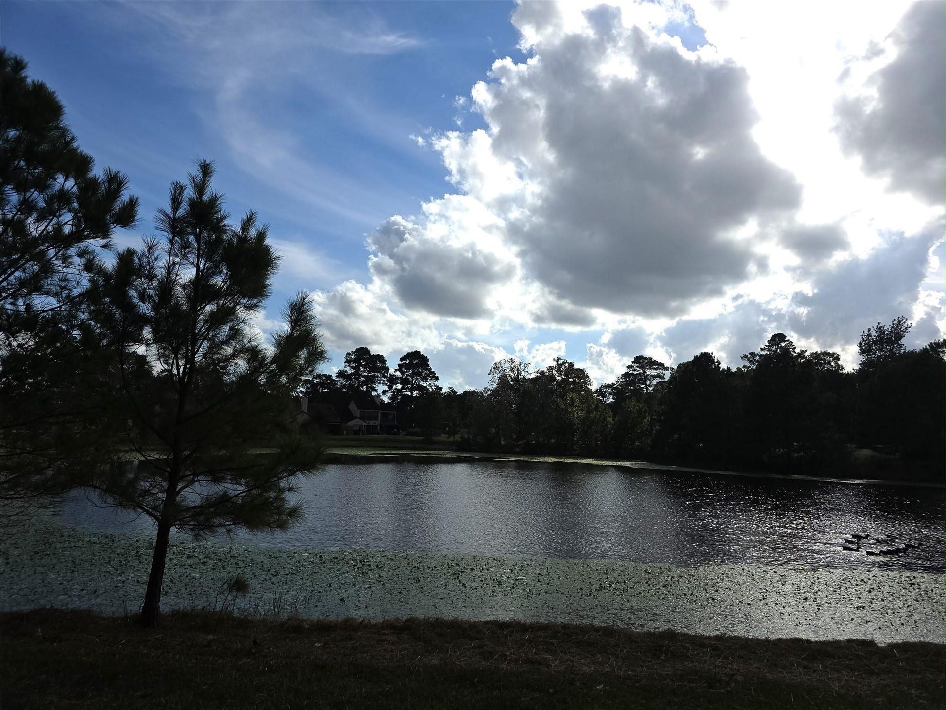 Tranquil lakeside view with lush trees and expansive skies, perfect for serene living and enjoying nature's beauty.
