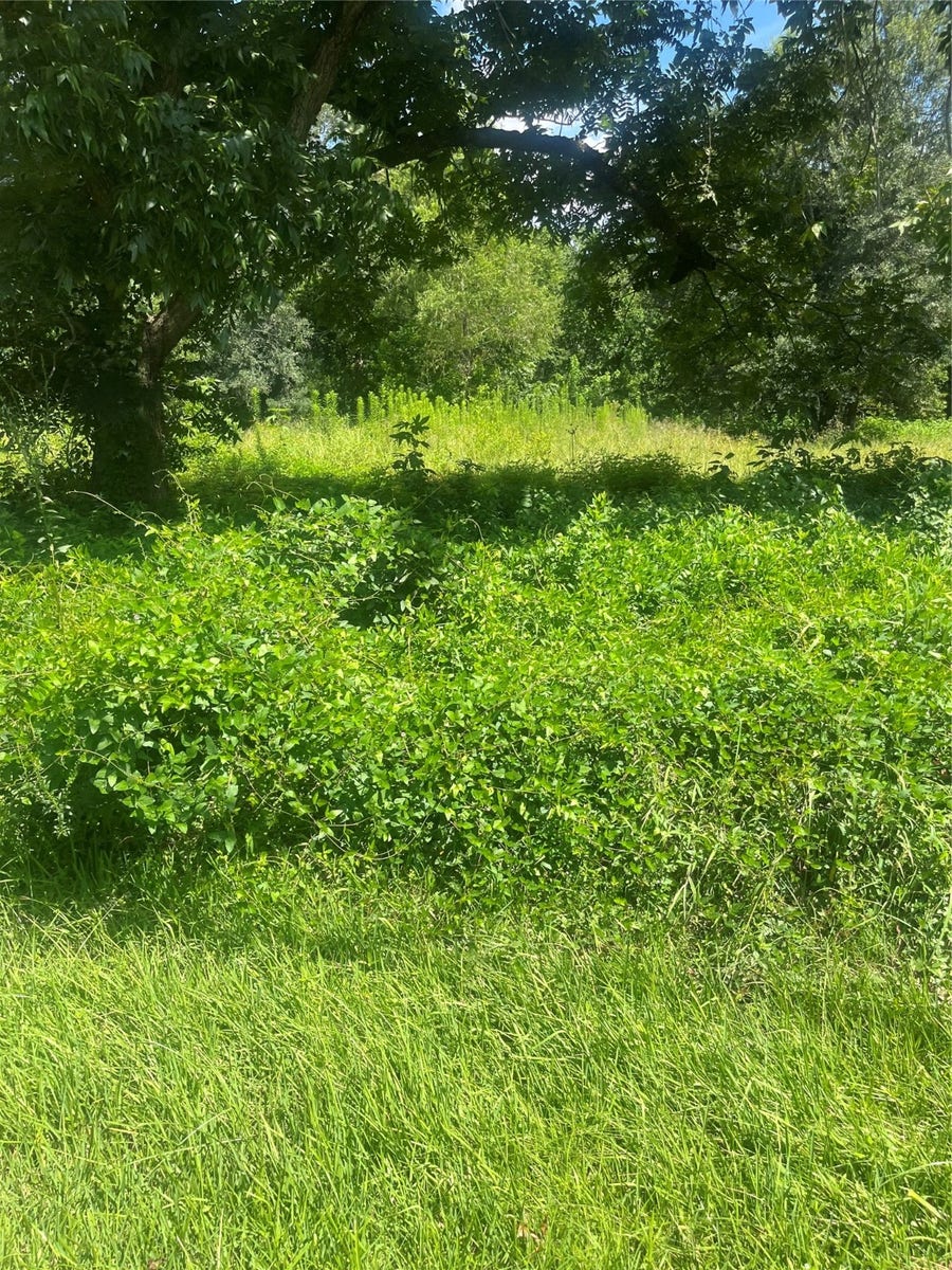 Property photo for 1001 Avenue E, Conroe, TX