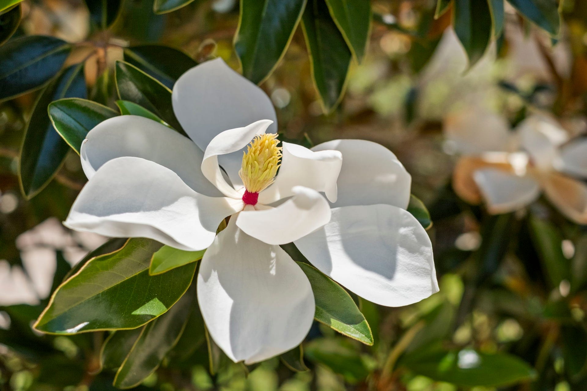 19519 Arbor Lodge Drive, Cypress, TX 77433 The magnolia trees are so beautiful when in bloom!
