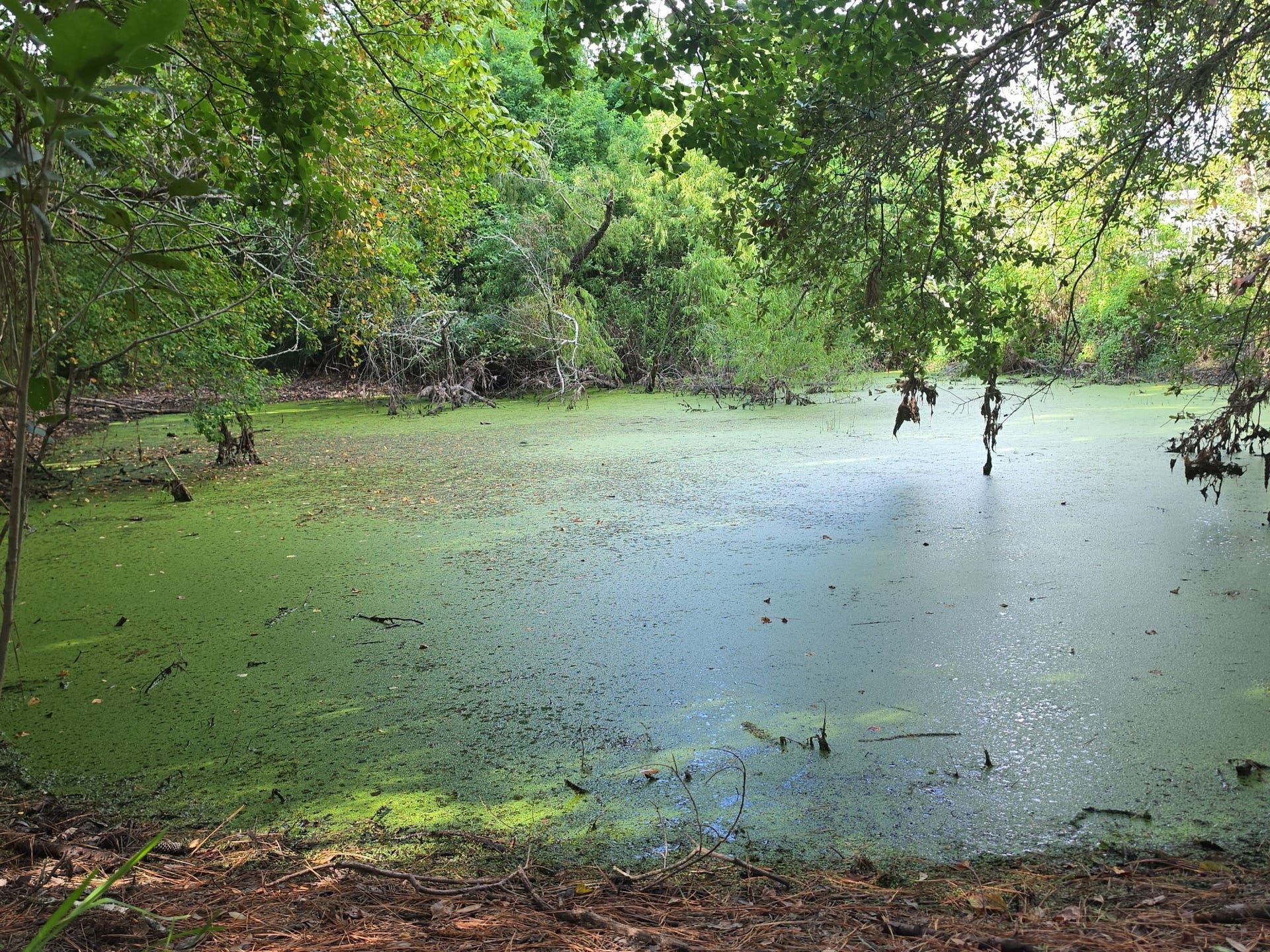 13502 30th Street, Santa Fe, TX 77510 There is also this pond with fish!!