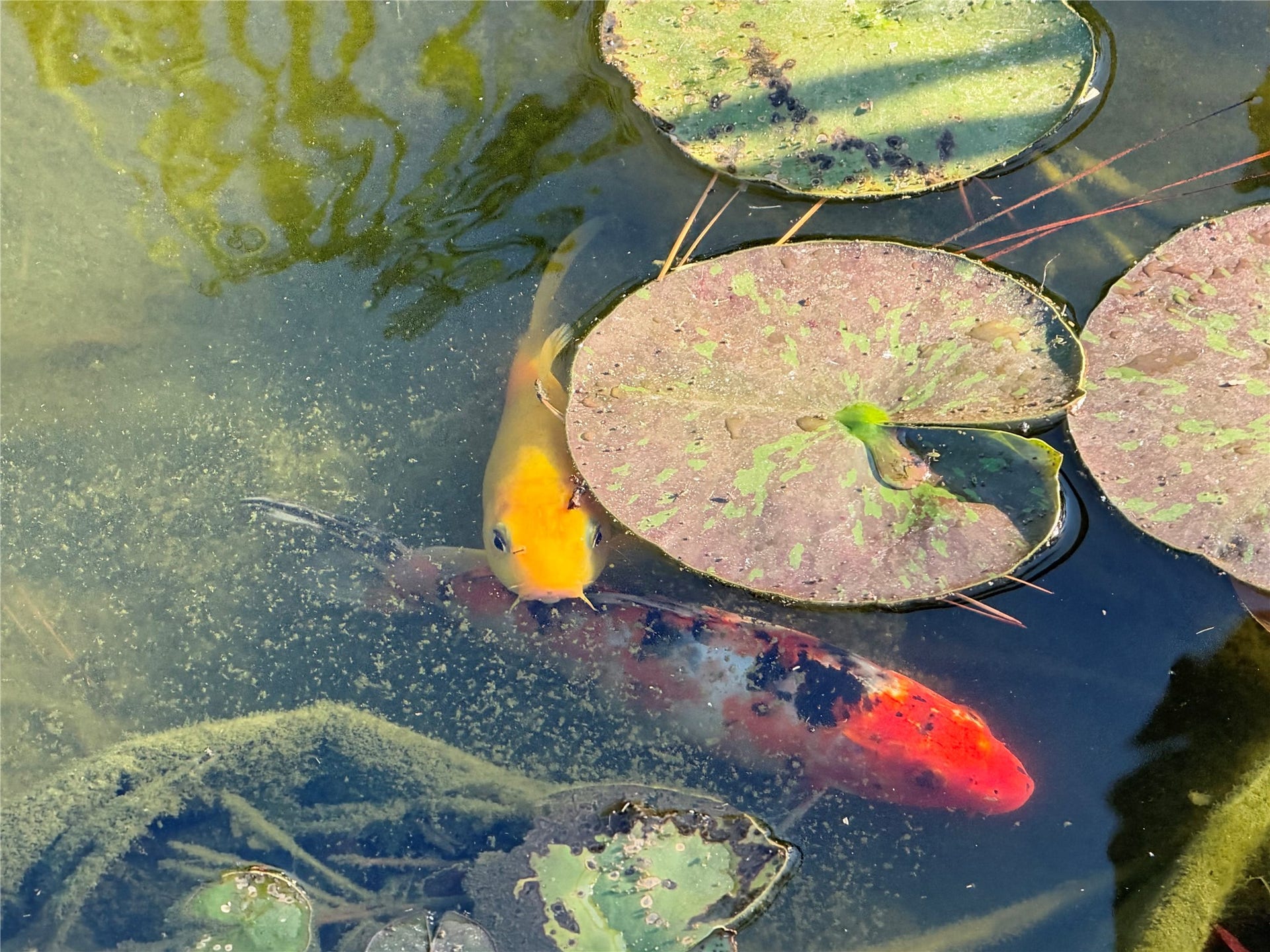 2133 Greenlee Lane, Dickinson, TX 77539 Koi pond is stocked and has an aerator that will stay