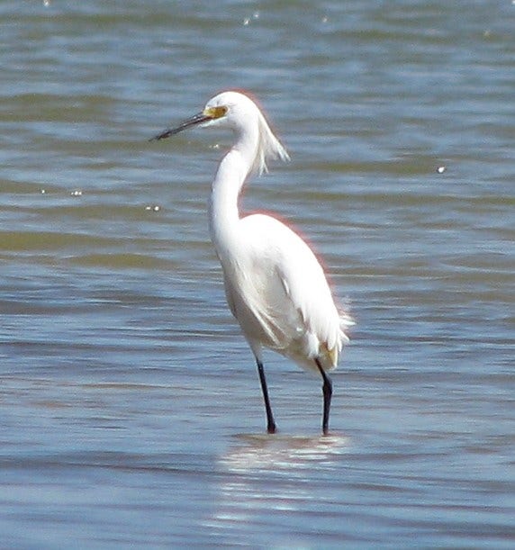 2 Hawkeye, Hitchcock, TX 77563 2 Hawkeye, Hitchcock, TX 77563