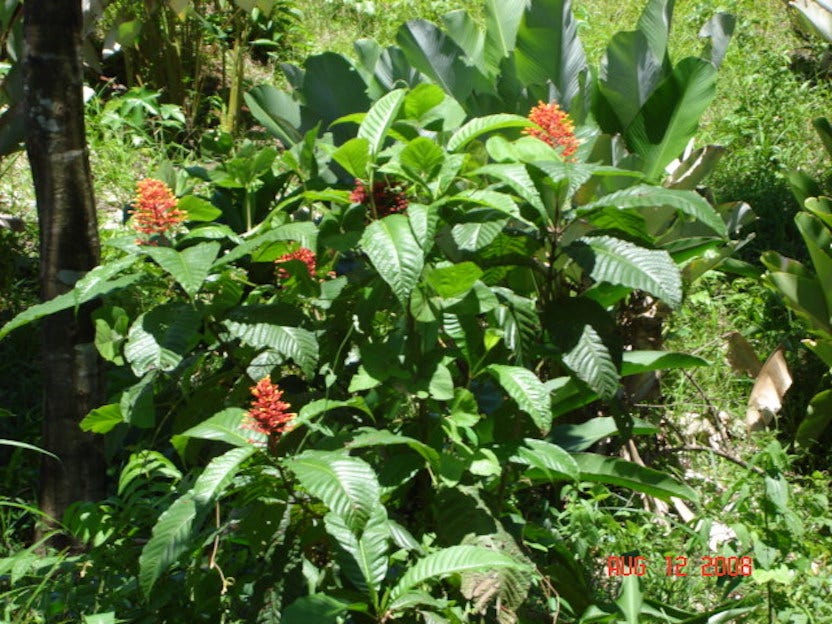 Development Site Minutes from Quepos — photo 10 of 11