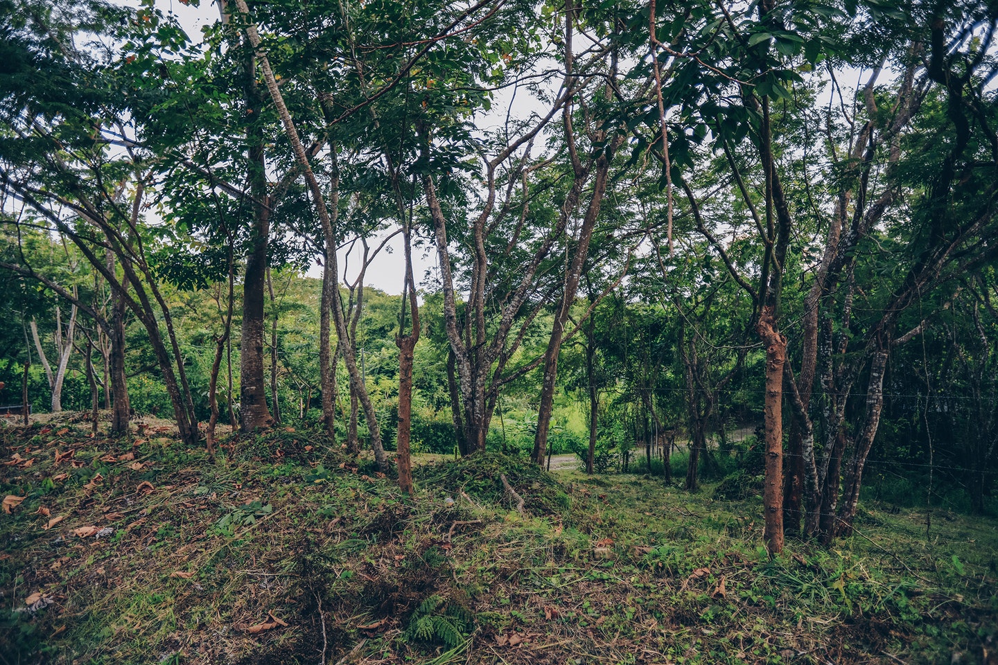 Santiago Hills Lot , Santiago, Santiago, Santa Teresa, Cobano, Puntarenas, Puntarenas, Costa Rica 60111