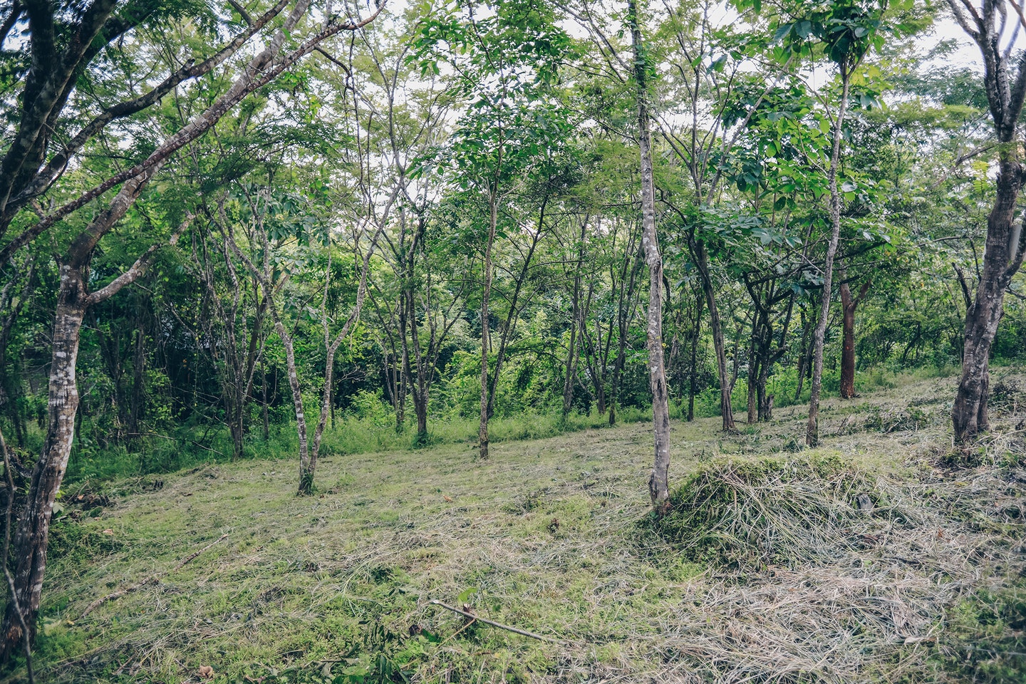 Santiago Hills Lot , Santiago, Santiago, Santa Teresa, Cobano, Puntarenas, Puntarenas, Costa Rica 60111