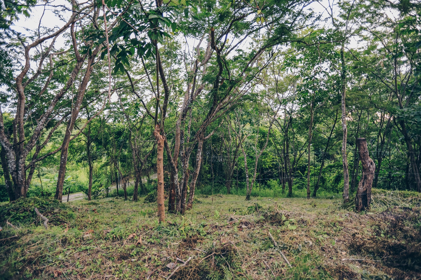 Santiago Hills Lot , Santiago, Santiago, Santa Teresa, Cobano, Puntarenas, Puntarenas, Costa Rica 60111