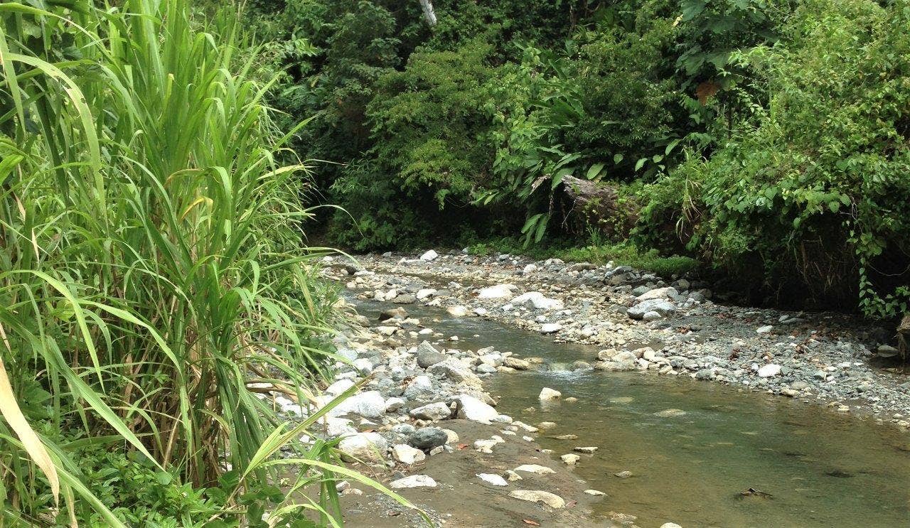 113 Hectare Carate Rainforest Estate in the Osa Peninsula — photo 18 of 19