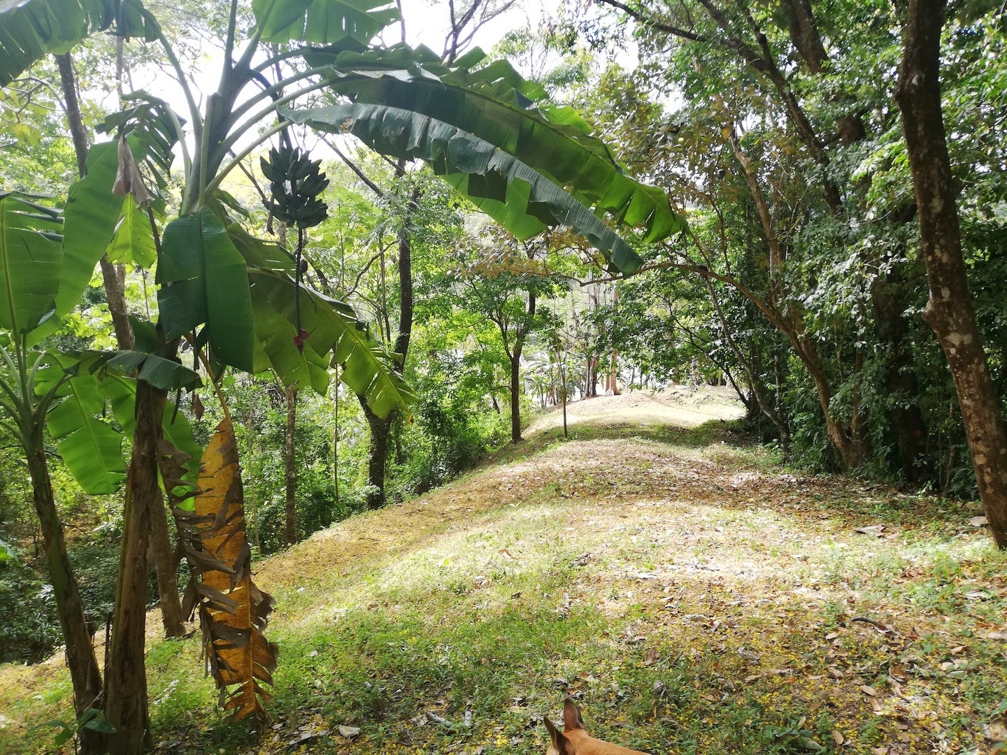 Gorgeous Santiago Lot, Santiago, Falcon Hills, Santiago, Santa Teresa, Cobano, Puntarenas, Puntarenas, Costa Rica 60111 Gorgeous Santiago Lot, Santiago, Falcon Hills, Santiago, Santa Teresa, Cobano, Puntarenas, Puntarenas, Costa Rica 60111