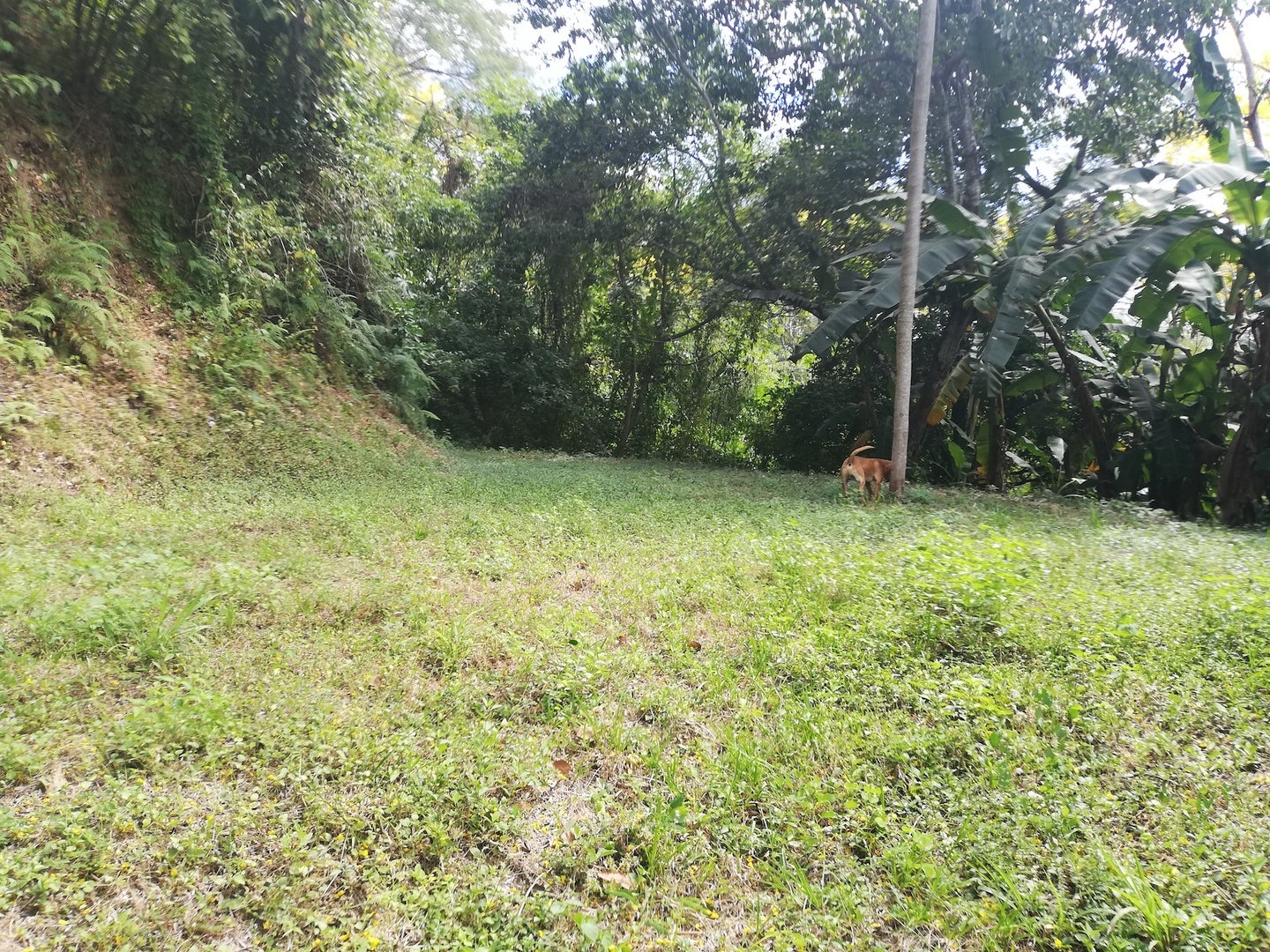 Gorgeous Santiago Lot, Santiago, Falcon Hills, Santiago, Santa Teresa, Cobano, Puntarenas, Puntarenas, Costa Rica 60111 Gorgeous Santiago Lot, Santiago, Falcon Hills, Santiago, Santa Teresa, Cobano, Puntarenas, Puntarenas, Costa Rica 60111