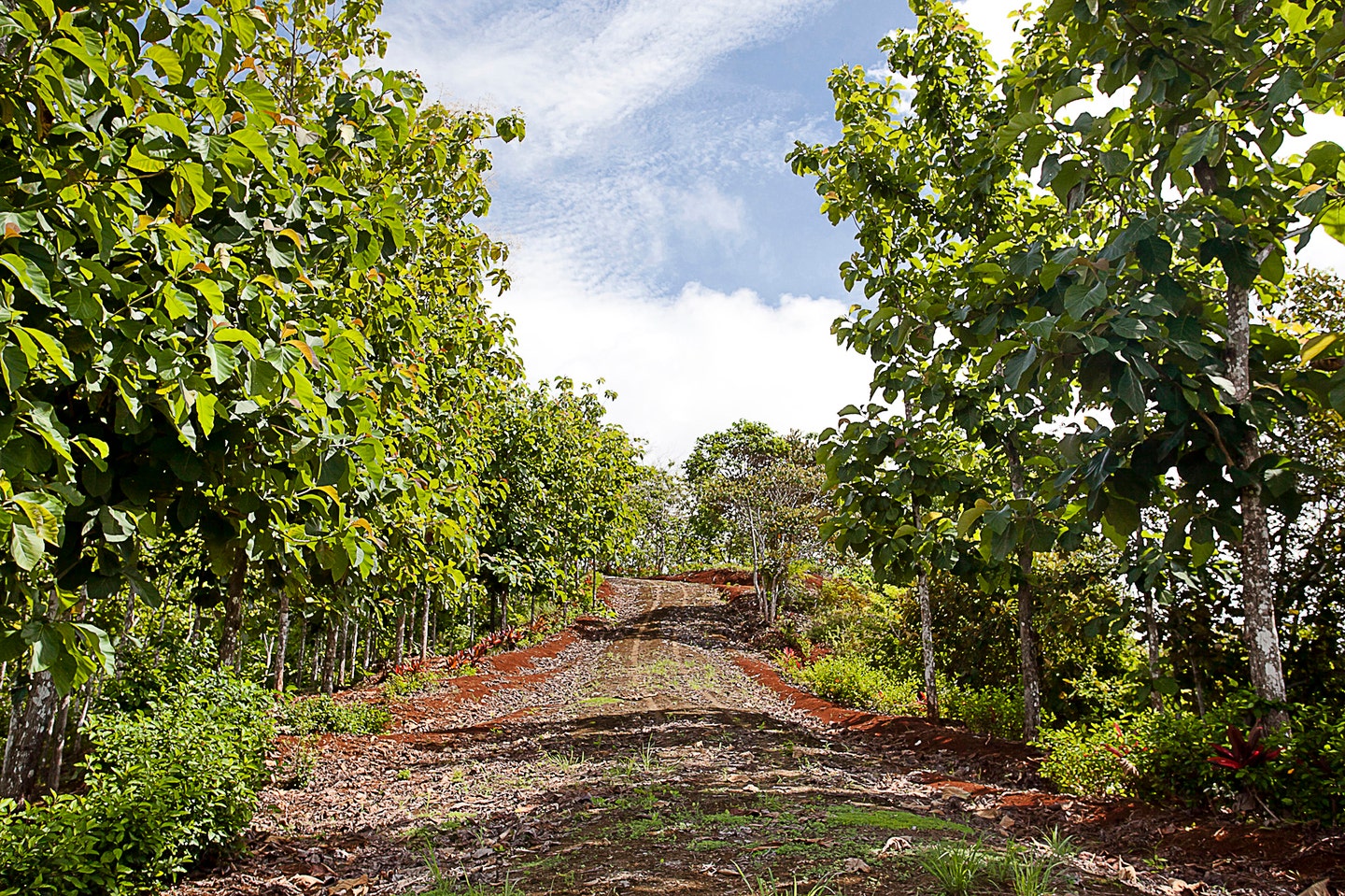 Extraordinary 242 Acre Ocean View Farm Multiple Homesites near Playa Hermosa — photo 6 of 19