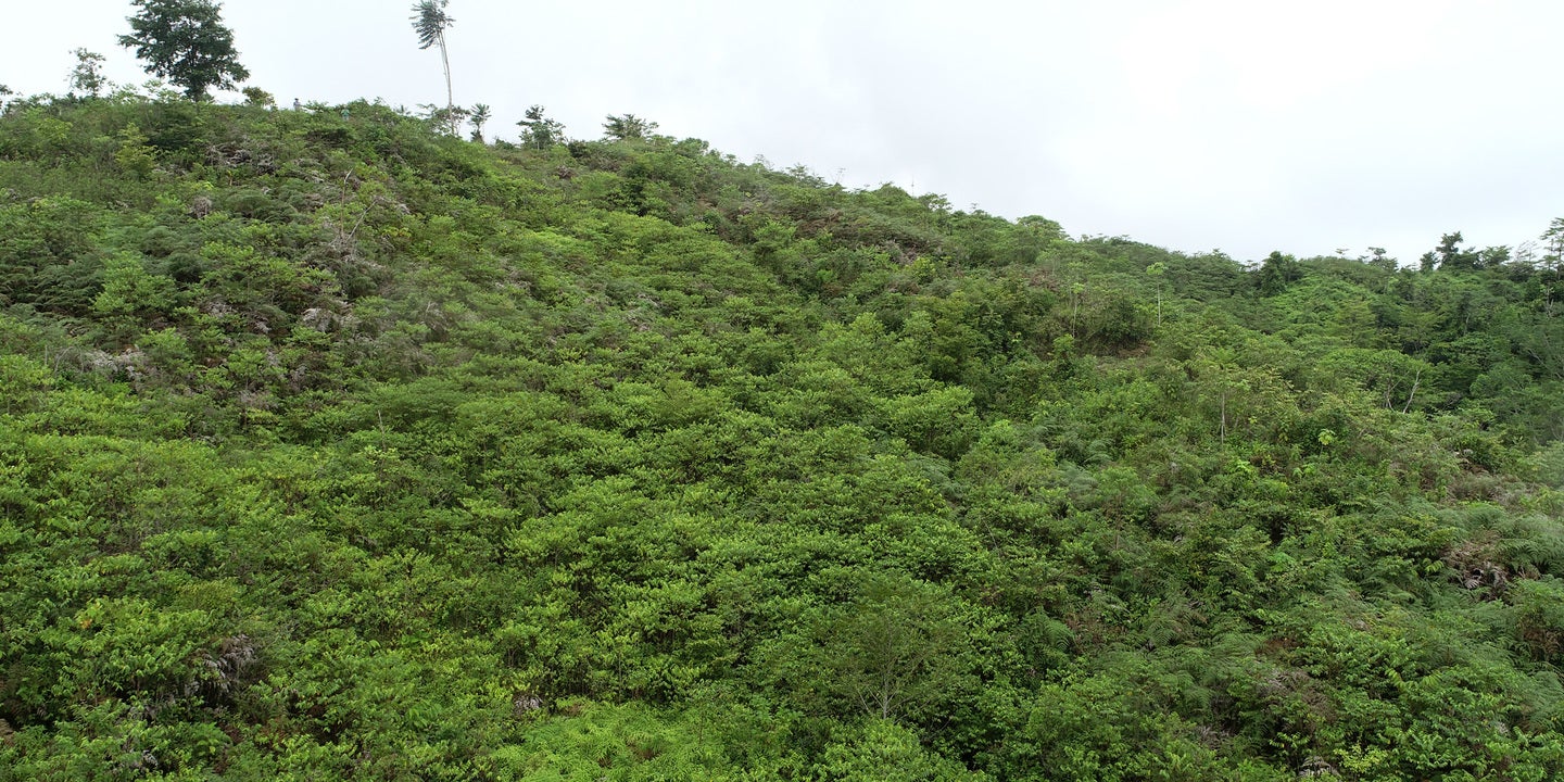 Prime Forest Land with Stunning Ocean and River Views — photo 11 of 19