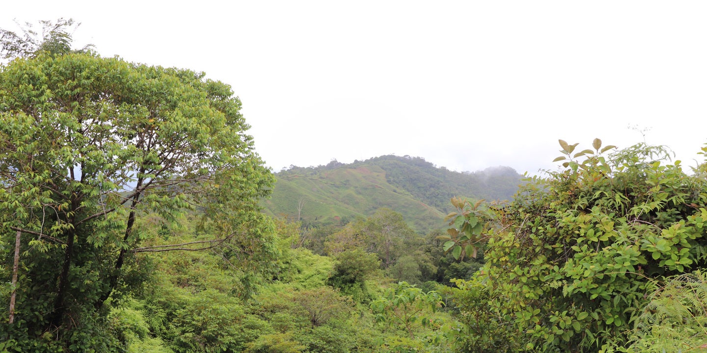 Prime Forest Land with Stunning Ocean and River Views — photo 17 of 19