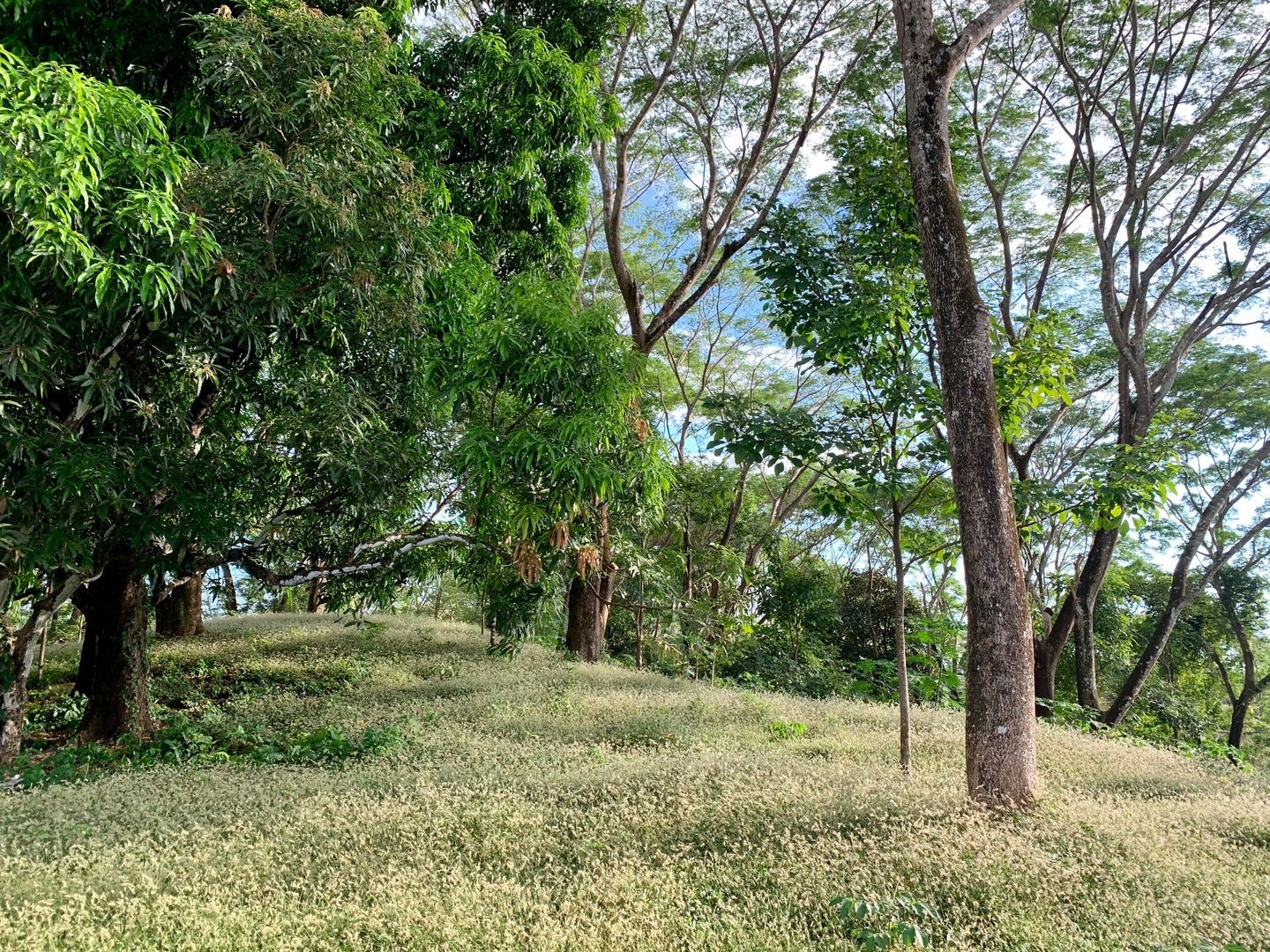 Santiago Hills Dream Commercial Property, Santiago, Santiago, Santa Teresa, Cobano, Puntarenas, Puntarenas, Costa Rica 60111