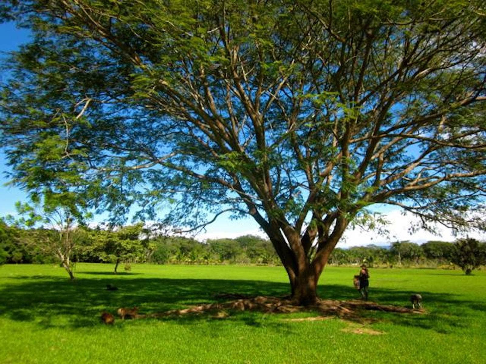 Orotina Mango Tree Paradise Estate , #4 — photo 5 of 19