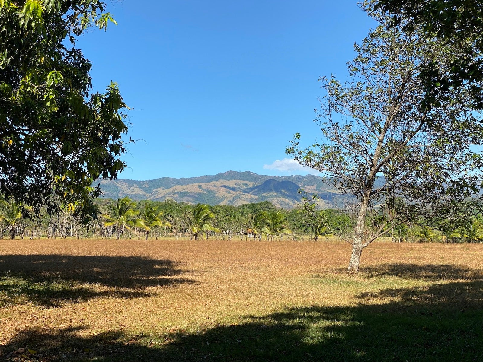 Orotina Mango Tree Paradise Estate , #4 — photo 7 of 19