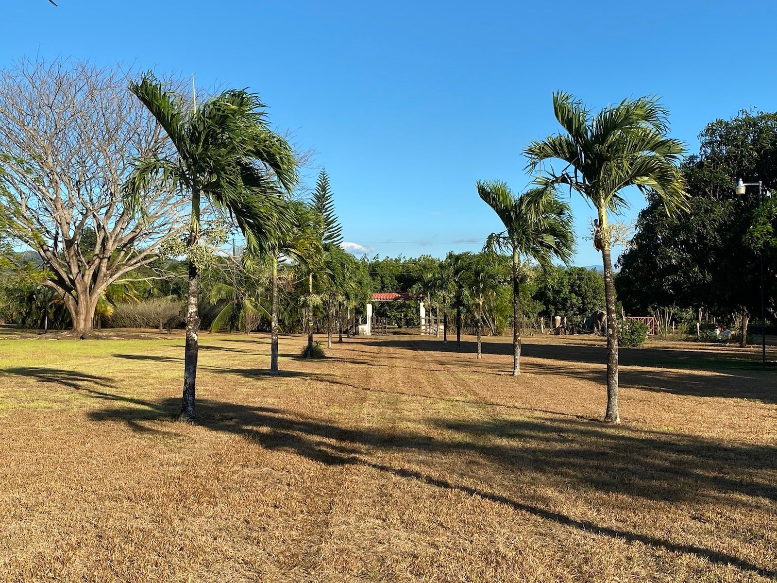 Orotina Mango Tree Paradise Estate , #4 — photo 6 of 19