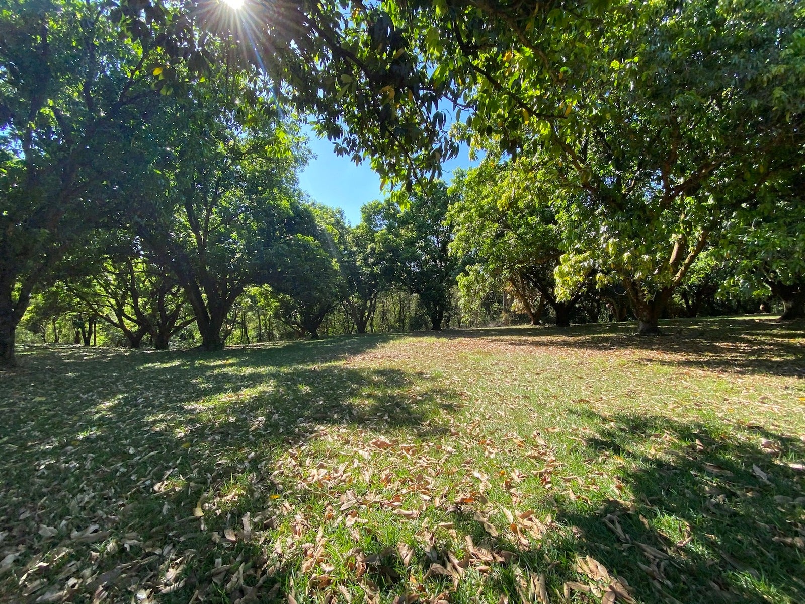 Orotina Mango Tree Paradise Estate , #4 — photo 4 of 19