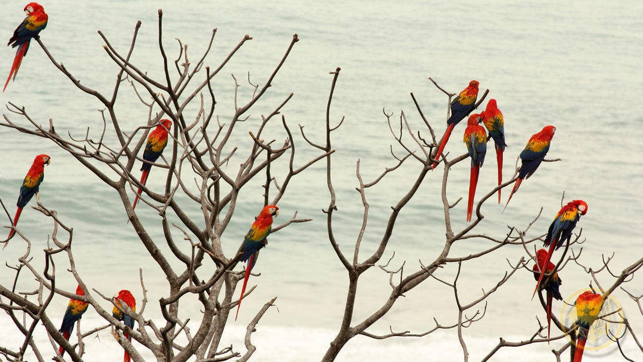 Oceanfront Jungle Eco-Lodge — photo 12 of 16