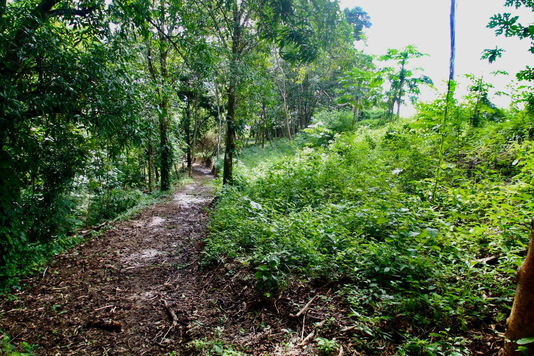 Santiago Hills Privacy and Views Galore minutes to Playa Hermosa Beach! , Santiago, Santiago, Santa Teresa, Puntarenas, Costa Rica 60111 Santiago Hills Privacy and Views Galore minutes to Playa Hermosa Beach! , Santiago, Santiago, Santa Teresa, Puntarenas, Costa Rica 60111