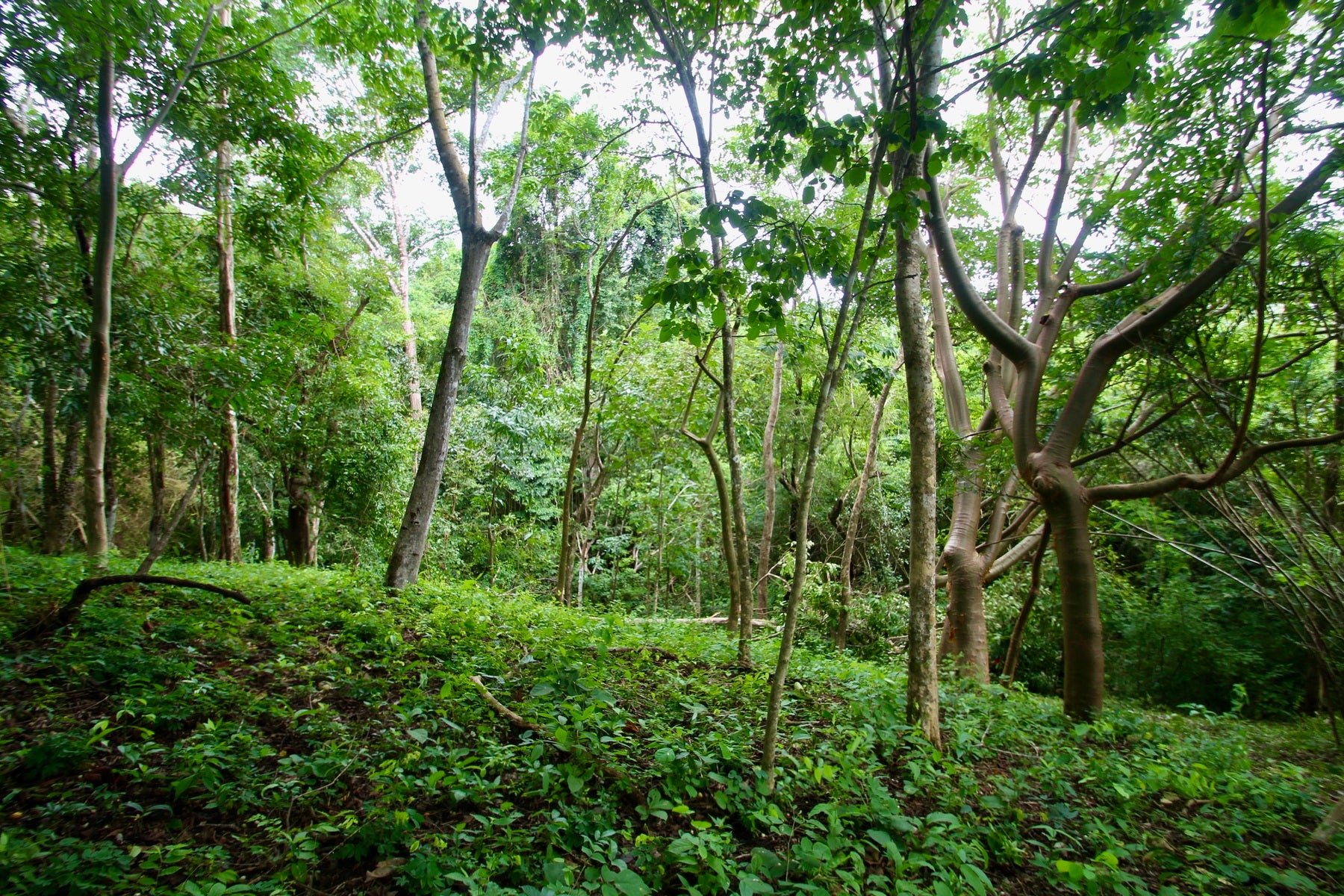 Santiago Hills Privacy and Views Galore minutes to Playa Hermosa Beach! , Santiago, Santiago, Santa Teresa, Puntarenas, Costa Rica 60111 Santiago Hills Privacy and Views Galore minutes to Playa Hermosa Beach! , Santiago, Santiago, Santa Teresa, Puntarenas, Costa Rica 60111