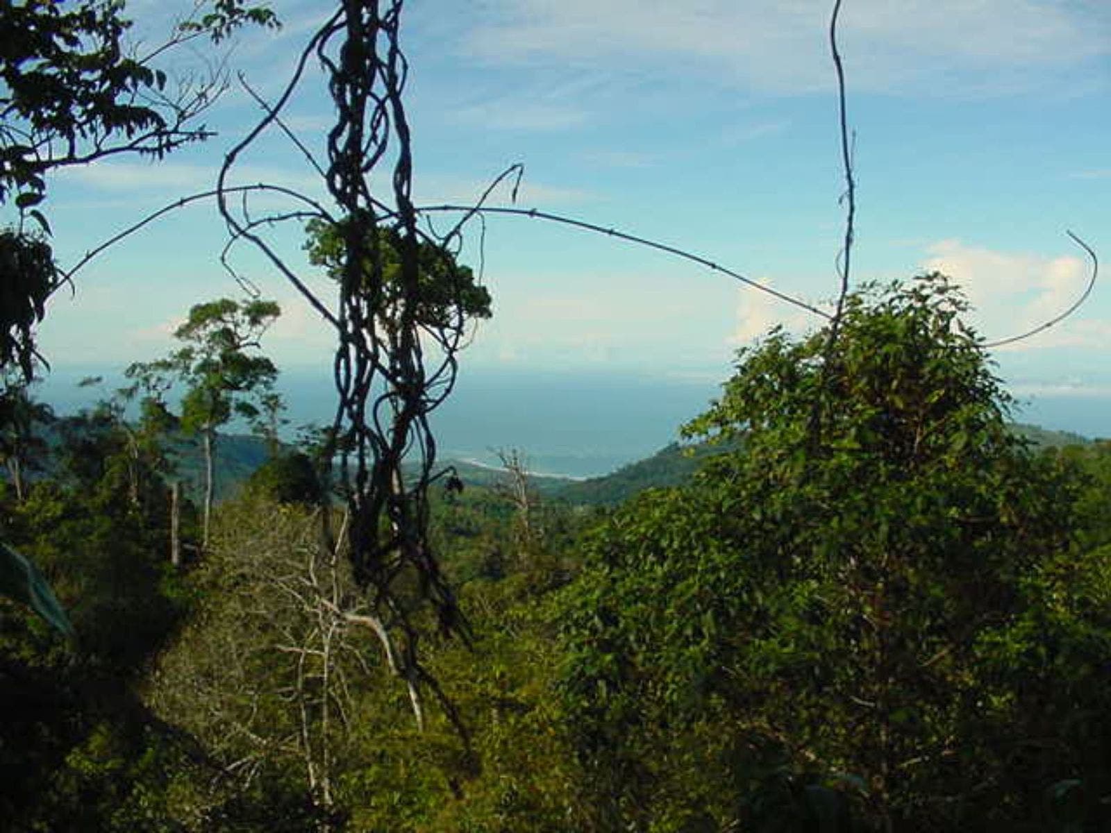25 acres with Pacific Ocean and Mountains View with Creek and Waterfalls — photo 10 of 19