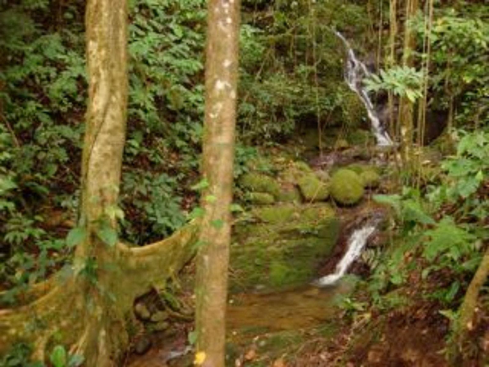 25 acres with Pacific Ocean and Mountains View with Creek and Waterfalls — photo 16 of 19