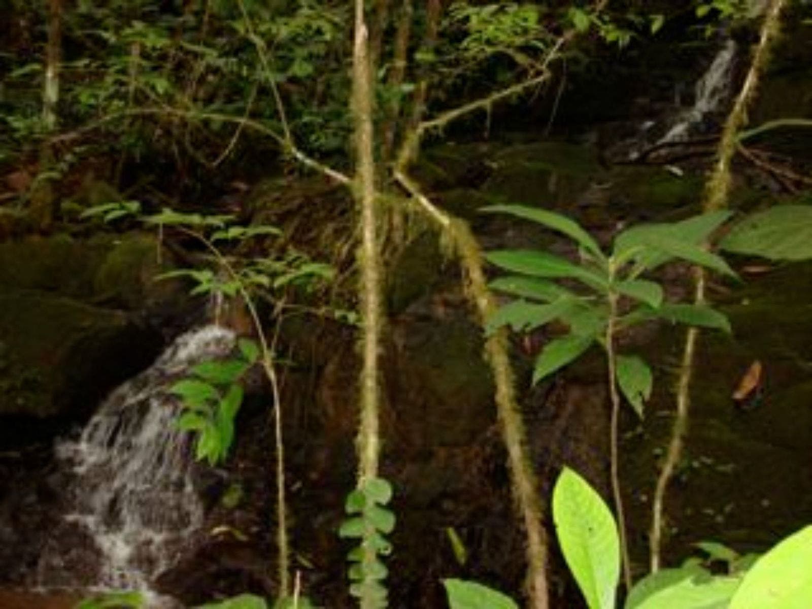 25 acres with Pacific Ocean and Mountains View with Creek and Waterfalls — photo 17 of 19