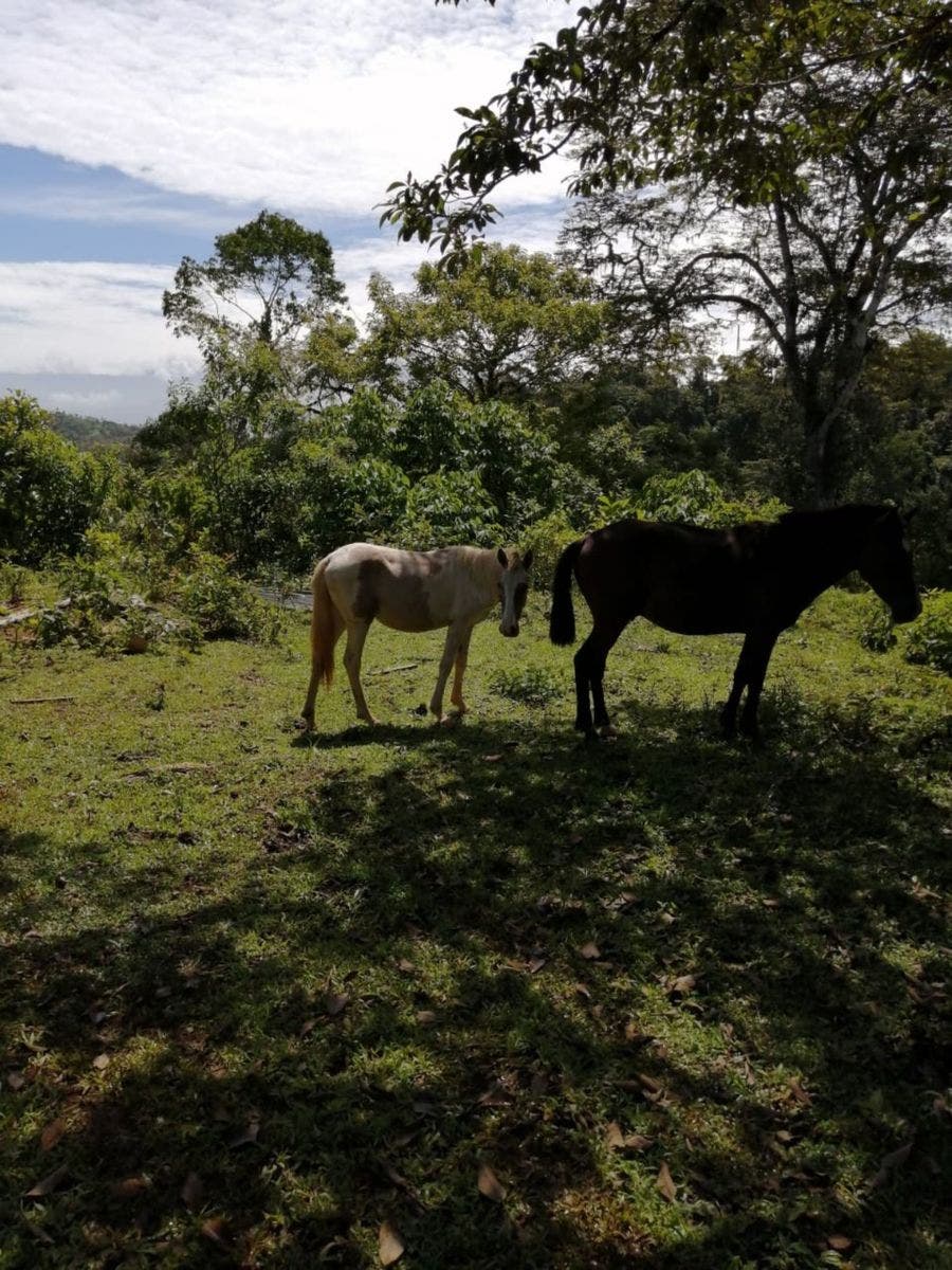 25 acres with Pacific Ocean and Mountains View with Creek and Waterfalls — photo 4 of 19