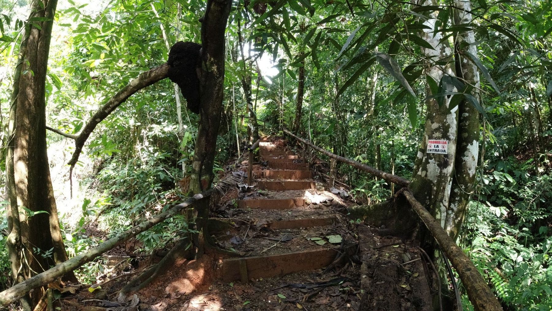 Serene Coast - Amazing Ocean View Immersed on the Tropical Rainforest — photo 15 of 19