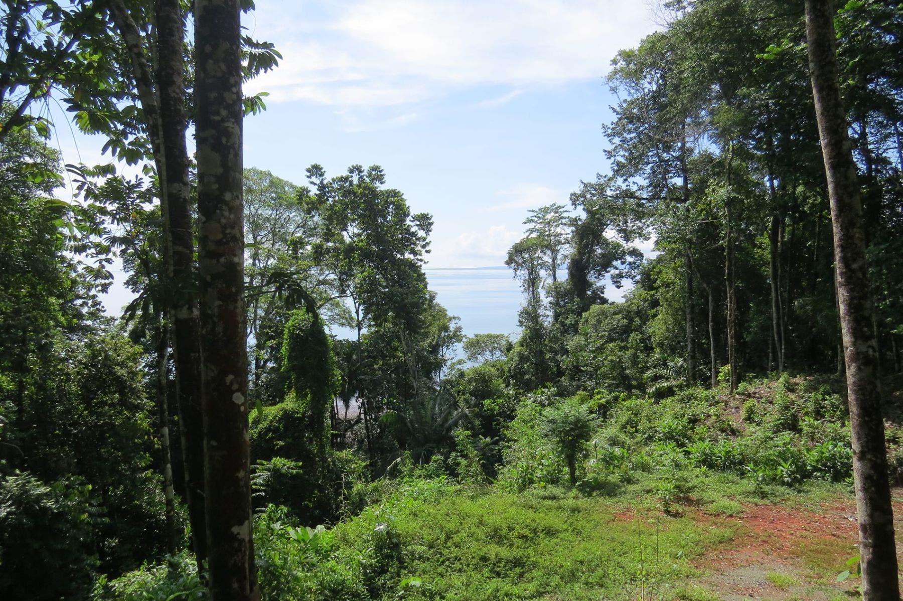 Serene Coast - Amazing Ocean View Immersed on the Tropical Rainforest — photo 17 of 19