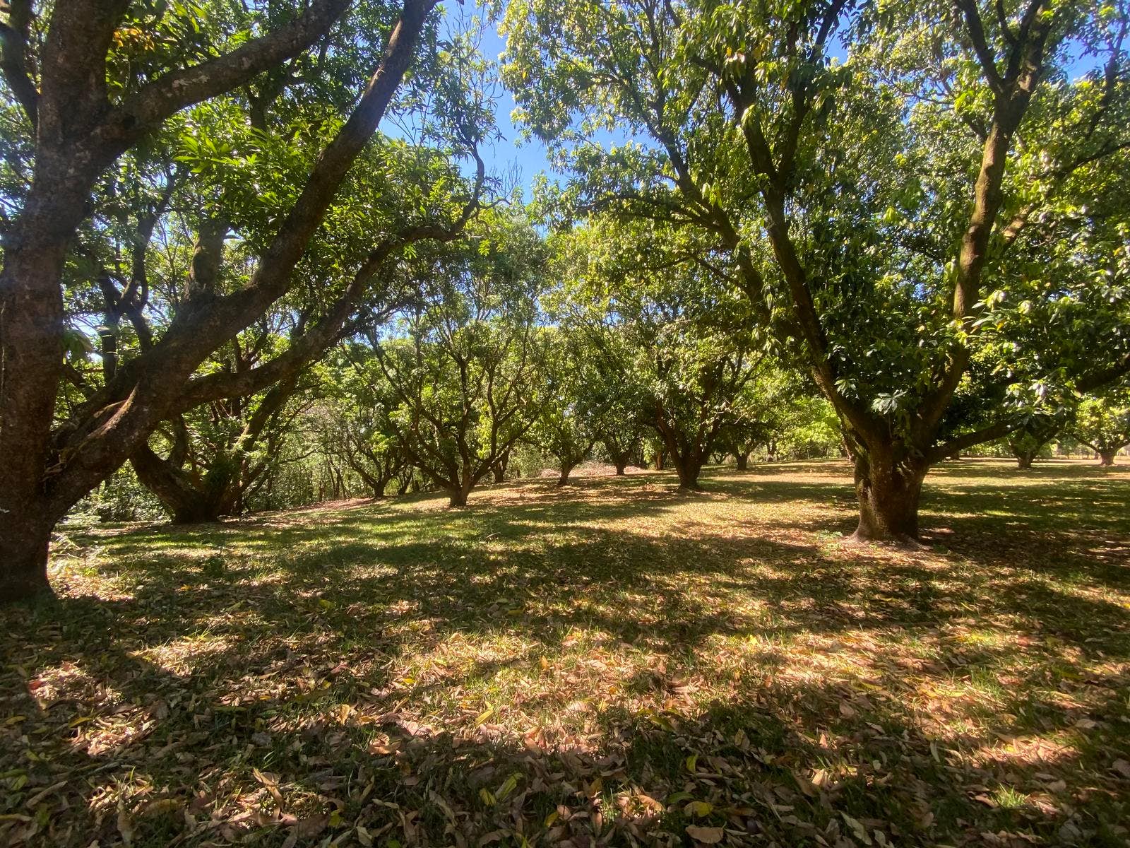 Orotina Mango Tree Paradise Estate , #4 — photo 15 of 19