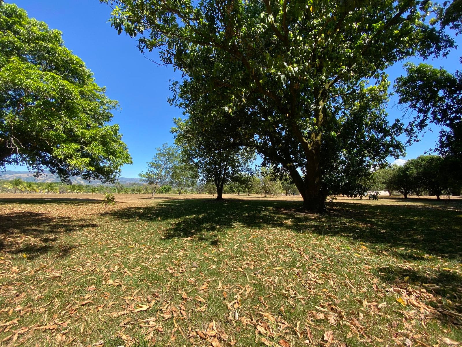Orotina Mango Tree Paradise Estate , #4 — photo 17 of 19