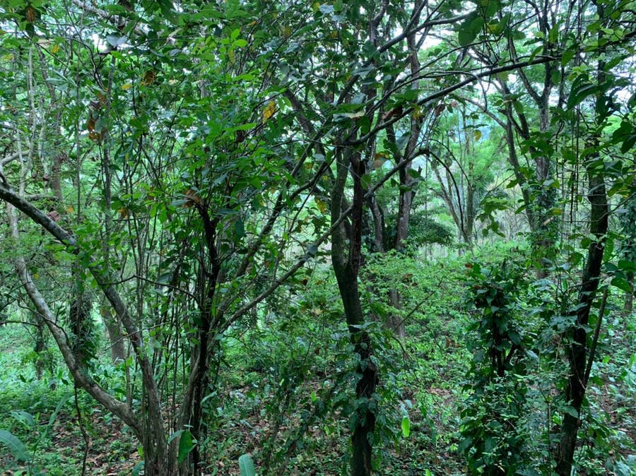 Property photo for Beautiful Large Farm , Mal Pais, Santa Teresa, Cobano, Puntarenas, Puntarenas, Costa Rica