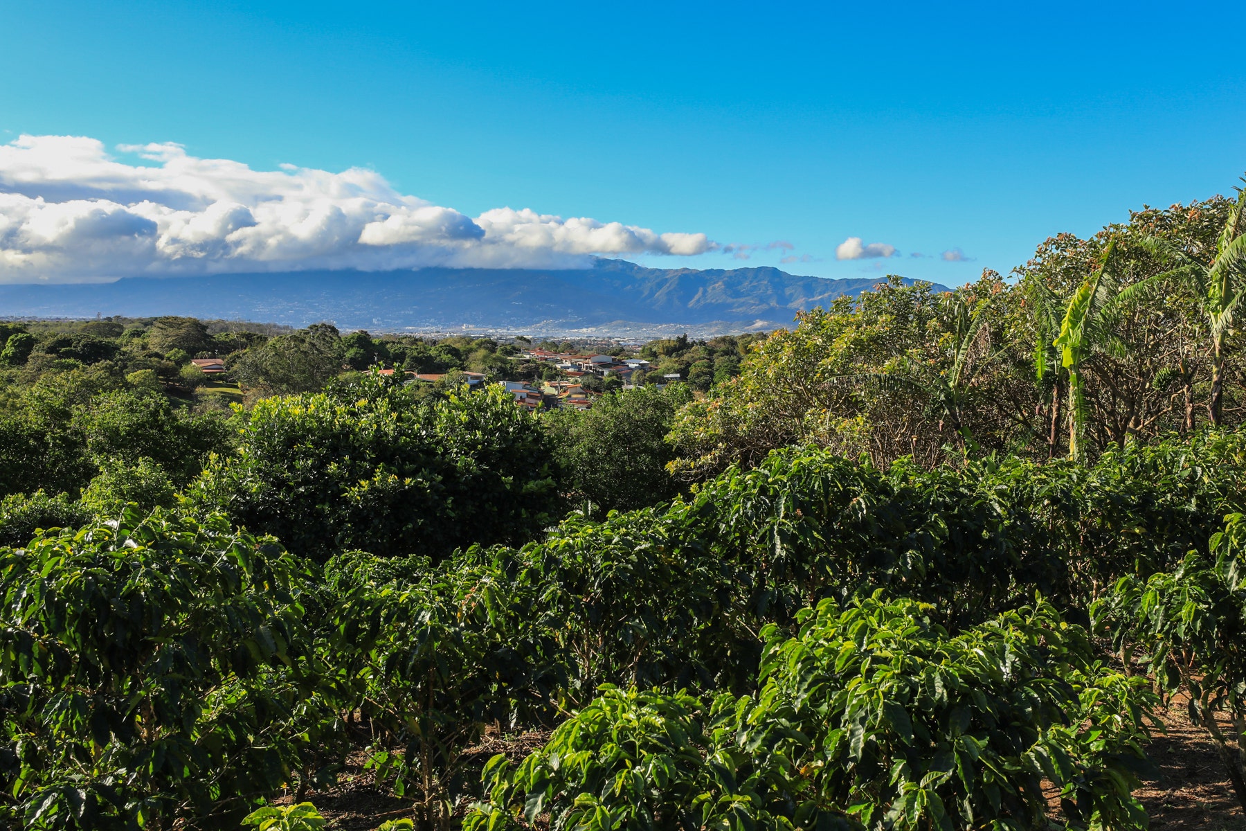 Costa Rica Legacy Coffee Farm — photo 3 of 19
