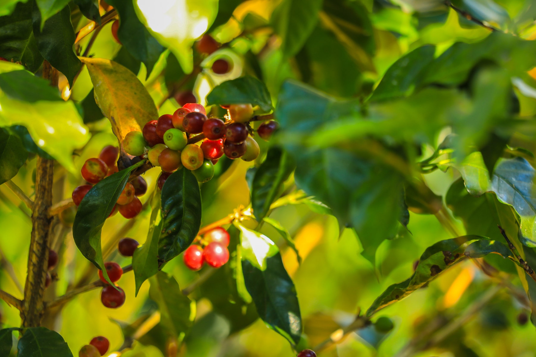 Costa Rica Legacy Coffee Farm — photo 10 of 19