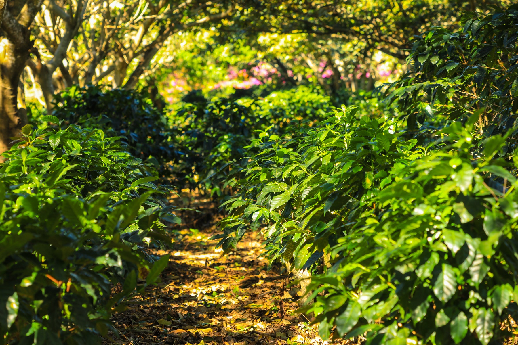 Costa Rica Legacy Coffee Farm — photo 11 of 19