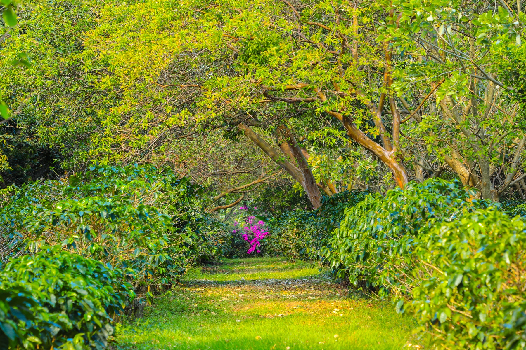 Costa Rica Legacy Coffee Farm — photo 2 of 19