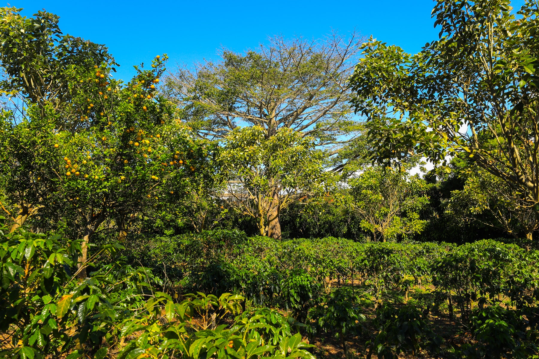 Costa Rica Legacy Coffee Farm — photo 12 of 19