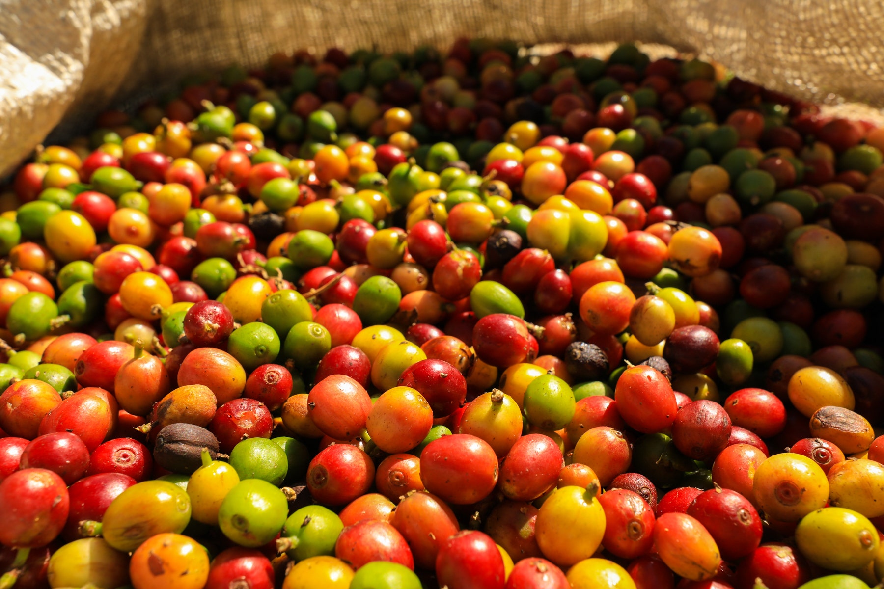 Costa Rica Legacy Coffee Farm — photo 5 of 19