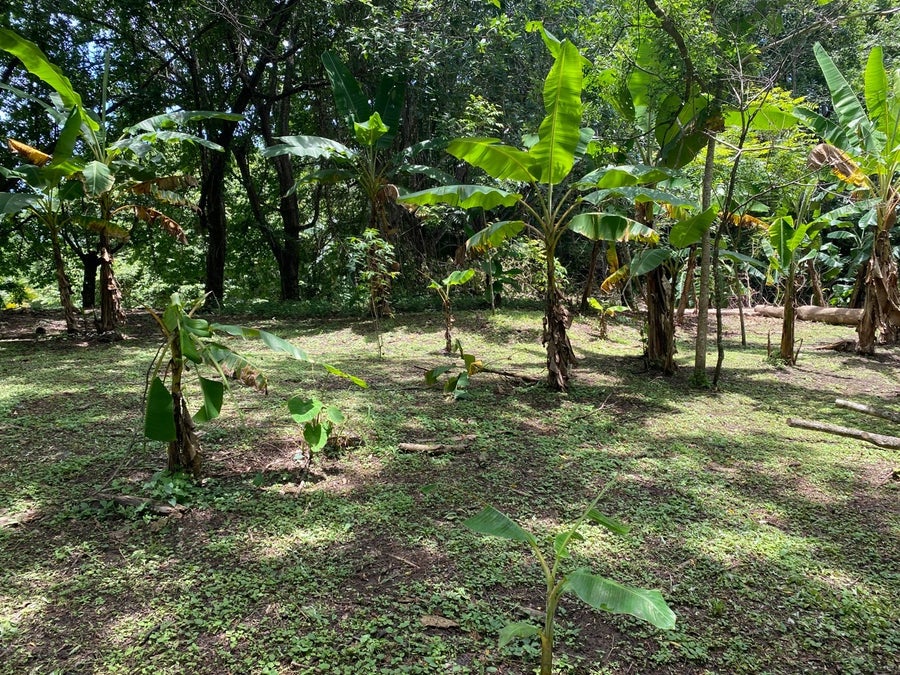 Property photo for Beautiful Flat Land in Manzanillo, Manzanillo, Santa Teresa, Cobano, Puntarenas, Puntarenas, Costa Rica