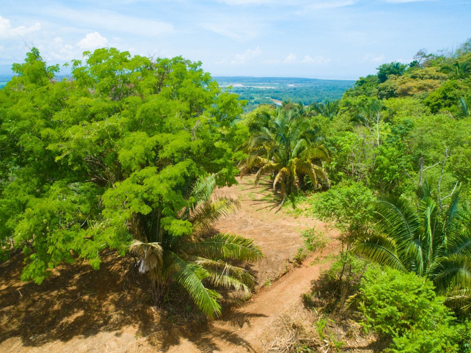 119.7 Acres of Versatile Ridgetop with Ocean Views — photo 7 of 14