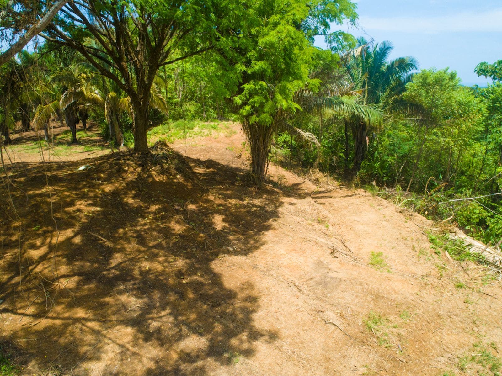 119.7 Acres of Versatile Ridgetop with Ocean Views — photo 8 of 14