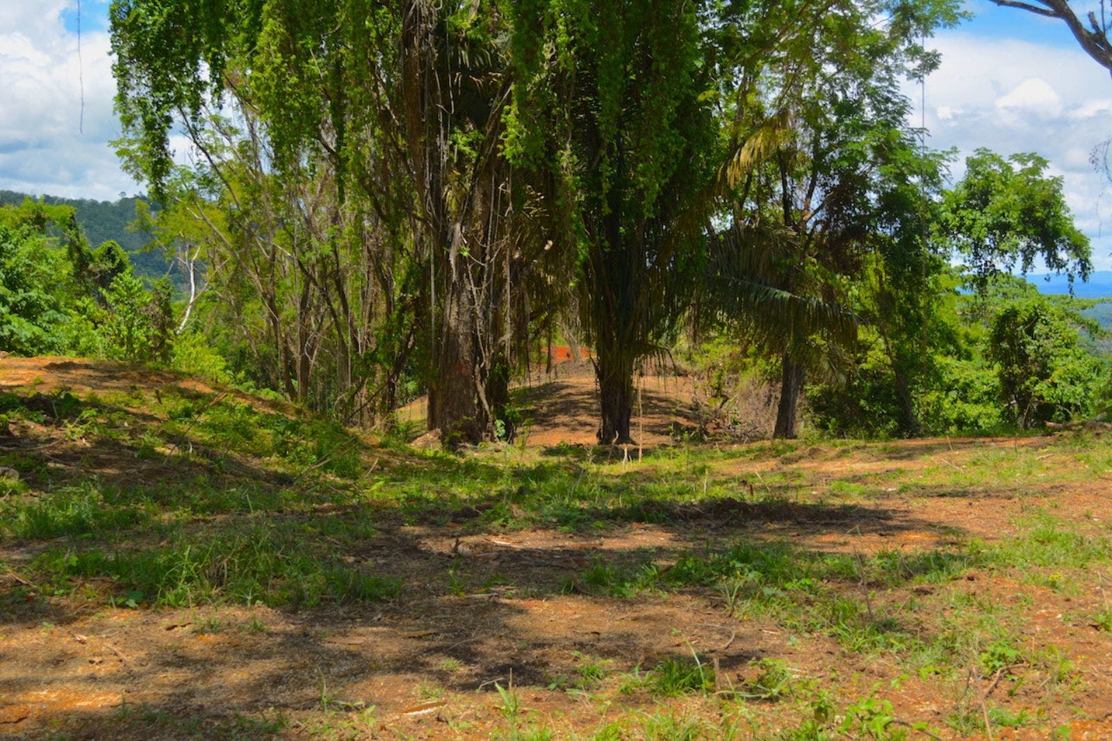 119.7 Acres of Versatile Ridgetop with Ocean Views — photo 9 of 14