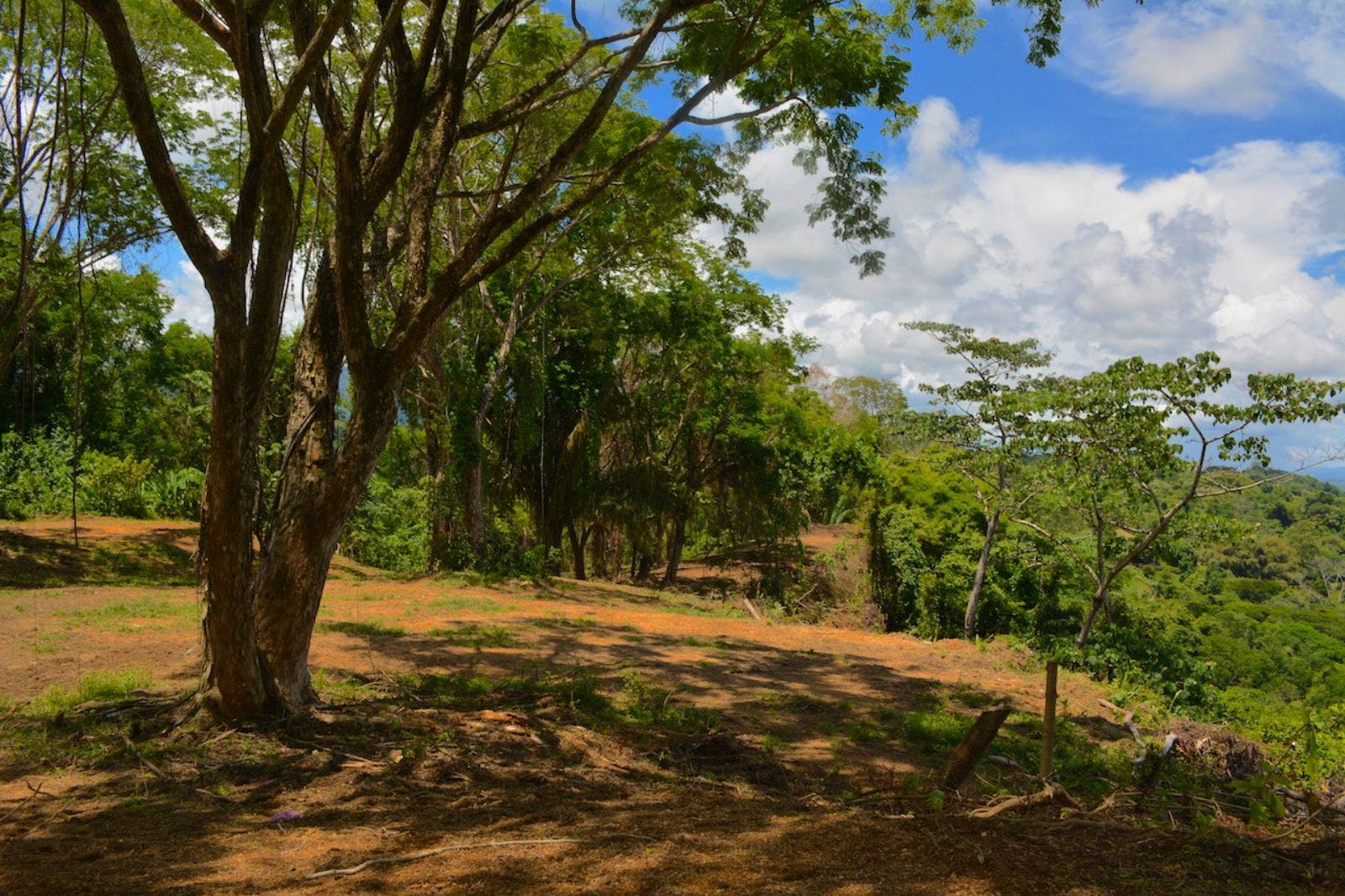 119.7 Acres of Versatile Ridgetop with Ocean Views — photo 10 of 14