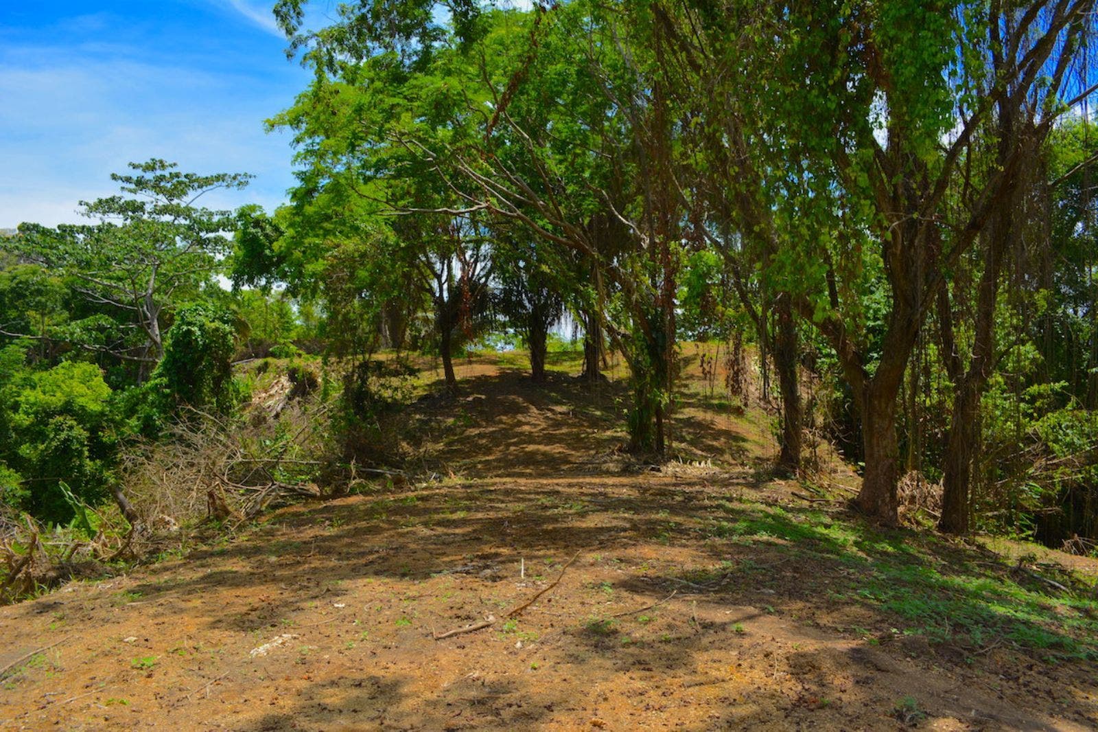119.7 Acres of Versatile Ridgetop with Ocean Views — photo 12 of 14