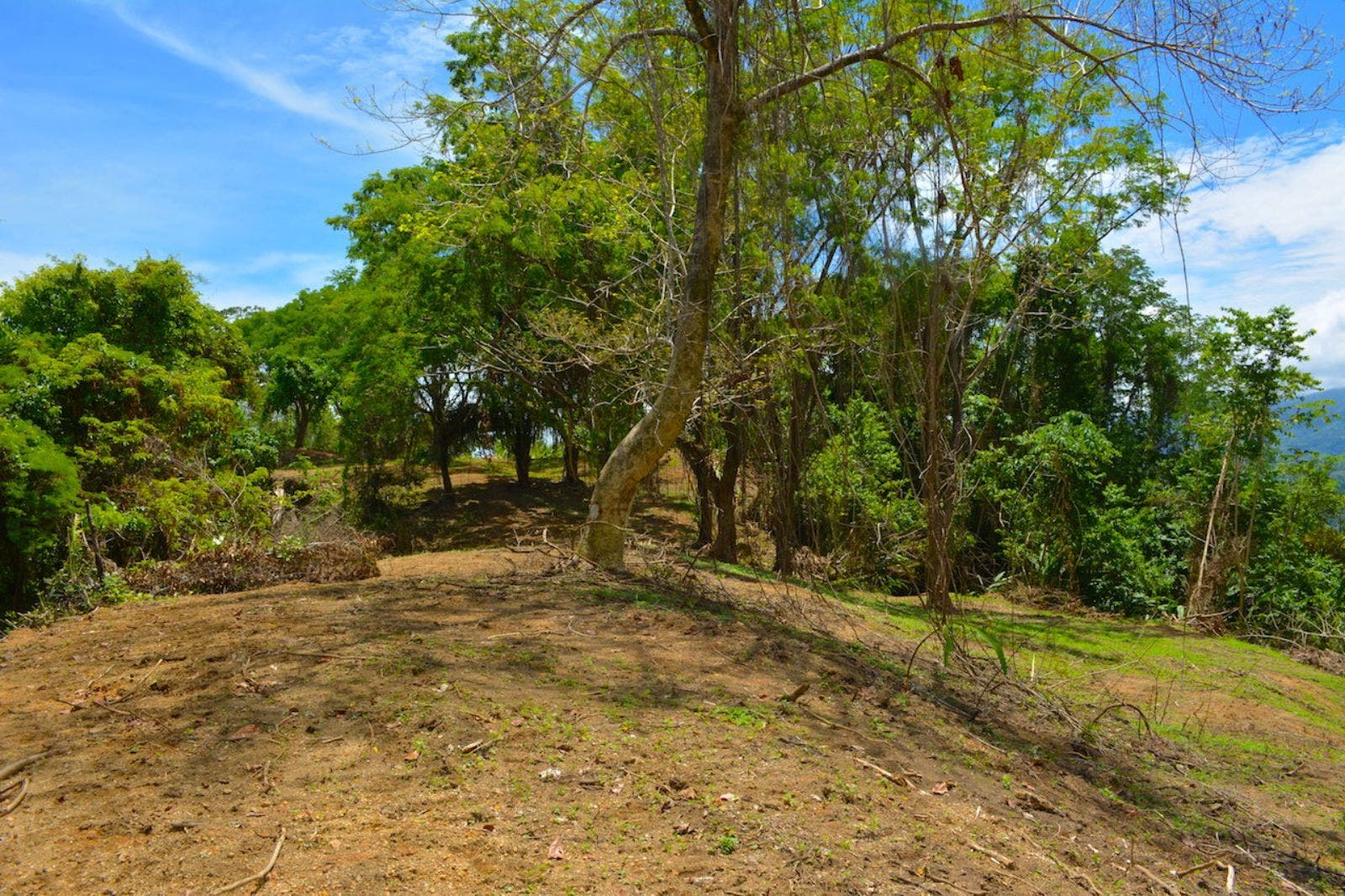 119.7 Acres of Versatile Ridgetop with Ocean Views — photo 13 of 14
