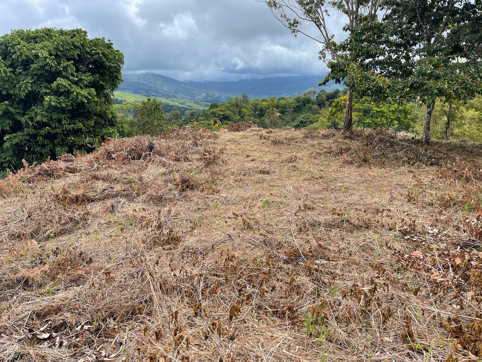 Ocean View Acreage with Easy Access and Multiple Building Sites — photo 5 of 11