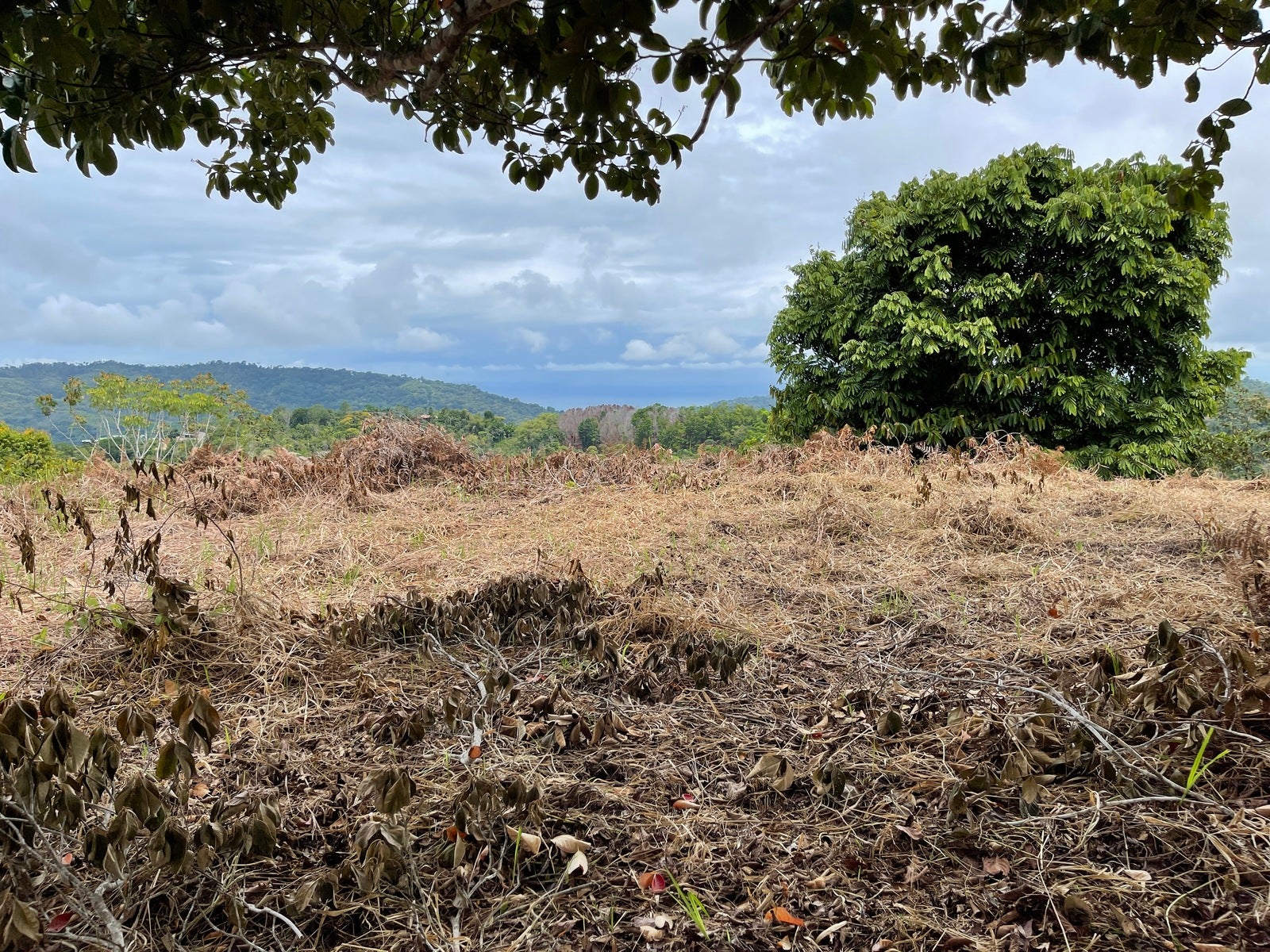 Ocean View Acreage with Easy Access and Multiple Building Sites — photo 3 of 11