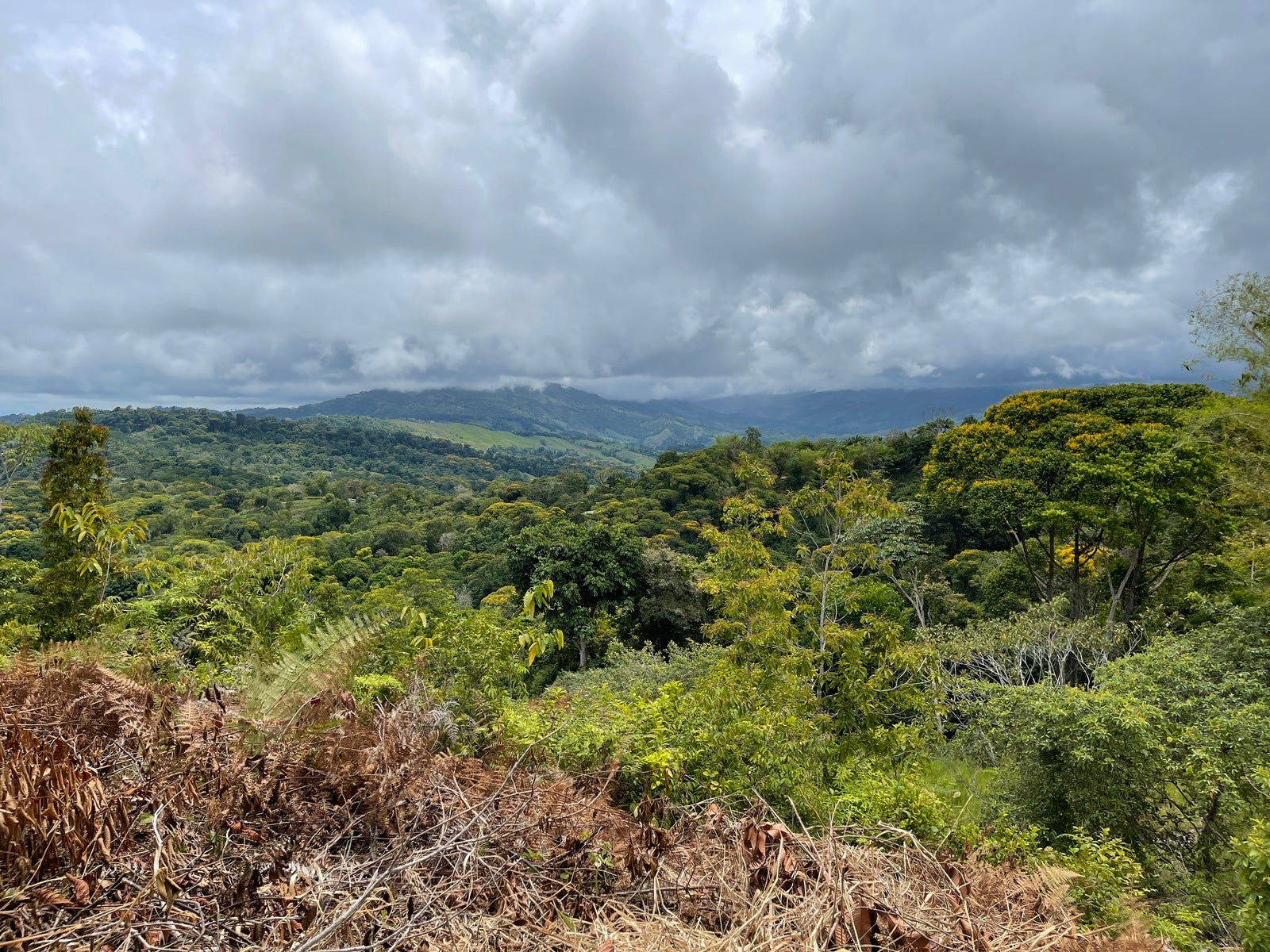 Ocean View Acreage with Easy Access and Multiple Building Sites — photo 4 of 11